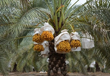 gorsiya farm