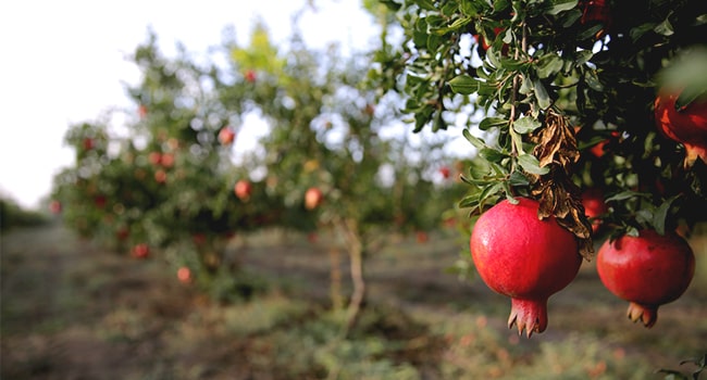 pomegranate