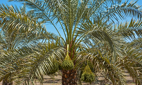 Gorasiya Farm