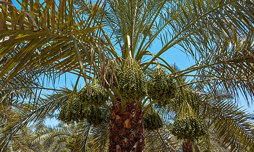 Gorasiya Farm
