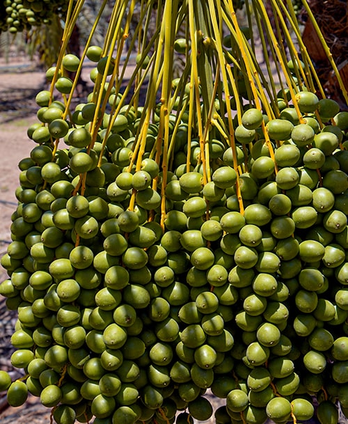 Gorasiya Farm