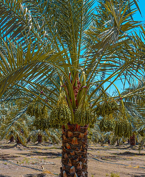 Gorasiya Farm