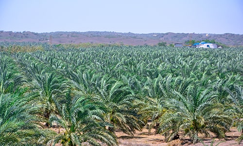 Gorasiya Farm