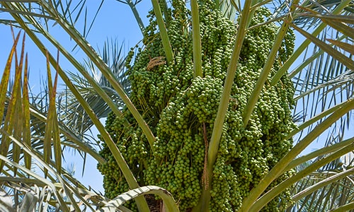 Gorasiya Farm