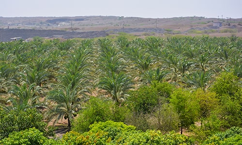Gorasiya Farm