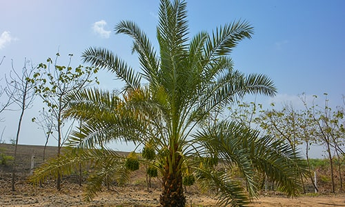 Gorasiya Farm