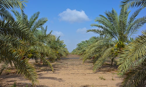 Gorasiya Farm