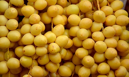 Gorasiya Farm