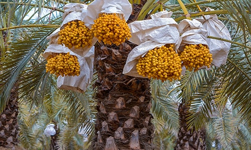 Gorasiya Farm